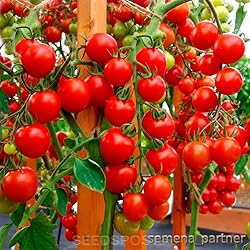 Tomato Cherry Maskotka Cascading Trailing Dwarf