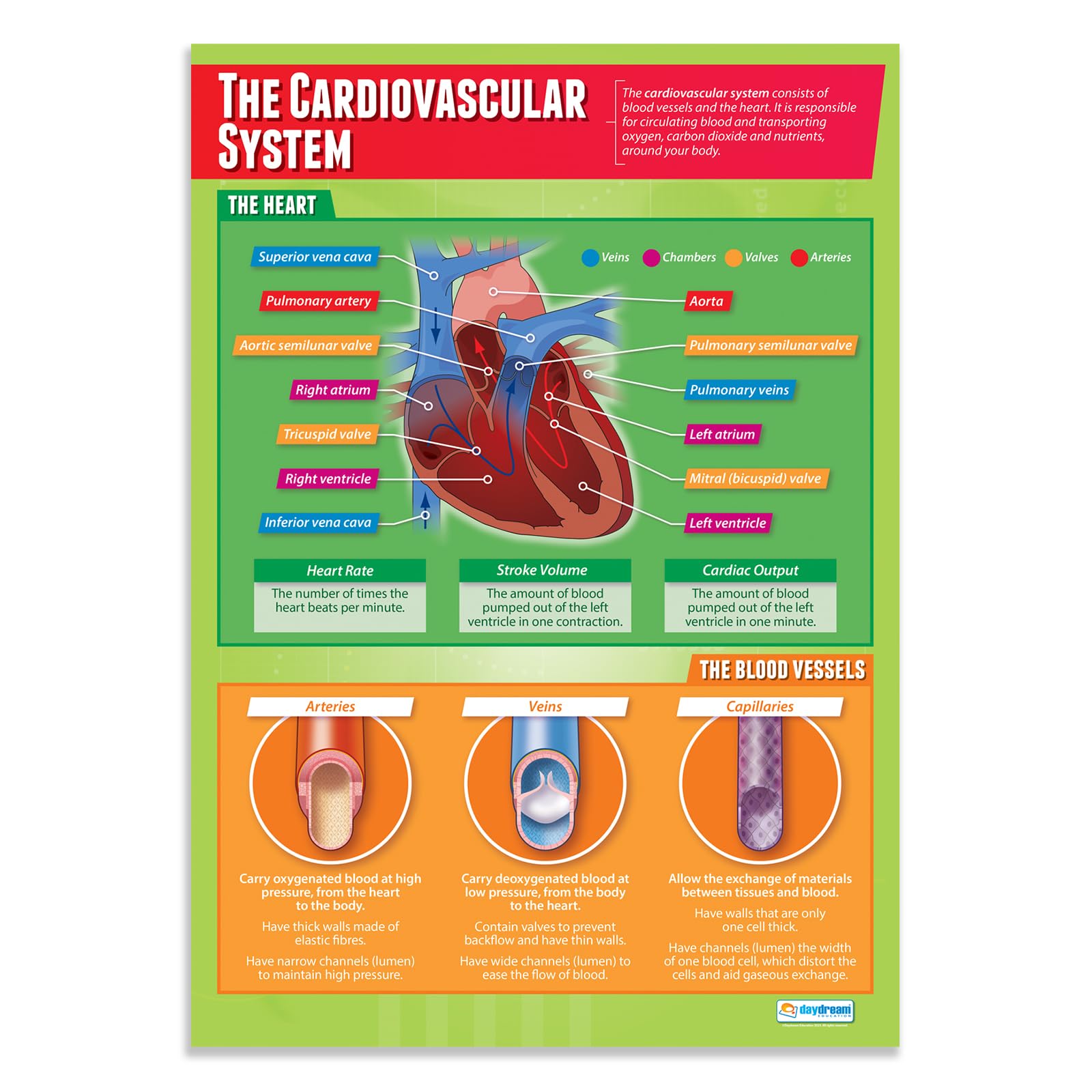 Daydream Education The Cardiovascular System PE Poster - EXTRA LARGE - A1 (850mm x 594mm) - Gloss Paper - Physical Education Wall Charts