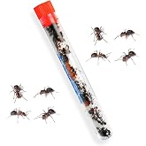 25 Active Live Ants for Ant Farms (1 Tube), Live Arrival, Shipped Now | Active tunneling Harvester ants, exciting colony action, native western harvester ants, guaranteed live arrival