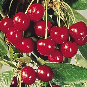 Live Sweet Cherry Fruit Plant Barbados - Best Fruiting Plants