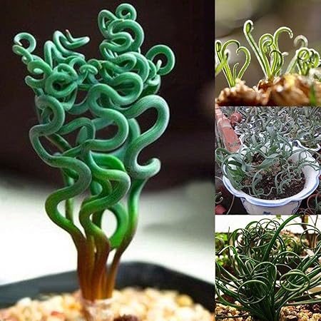 Amazon Com Home Decor Plants Flowers Seeds 200pcs Rare