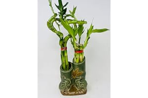 JM BAMBOO Jmbamboo - Live 10style Lucky Bamboo Plant Arrangement with Ceramic Double Vase