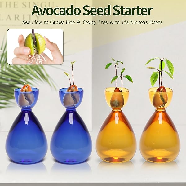 CYZGLASS AVOCADO VASE AVOCADO SEED STARTER VASE AVOCADO TREES LIVE PLANTS GROWING KIT GLASS PLANT VASE 2PC, 14*8.6CM, BLUE AMBER