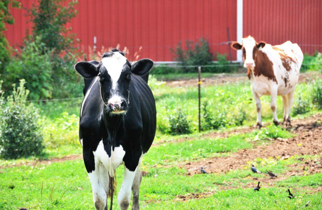 KILZ Exterior Siding, Fence, and Barn Paint, Red, 1gallon Buy Online