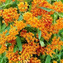 Amazon.com : Beautiful Flowering, Shade Loving Perennials ...