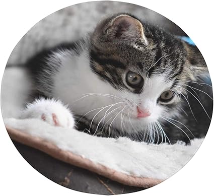 Amazon Co Jp 毛布 ねこ ペット 動物 可愛い ブランケット 丸い毛布 掛け毛布 フランネル ふわふわ 暖かい オールシーズン 洗える アレルギーを防ぐ ホーム キッチン