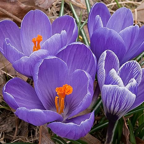 1xd1pm5tba Hdm 1xd1pm5tba Hdm