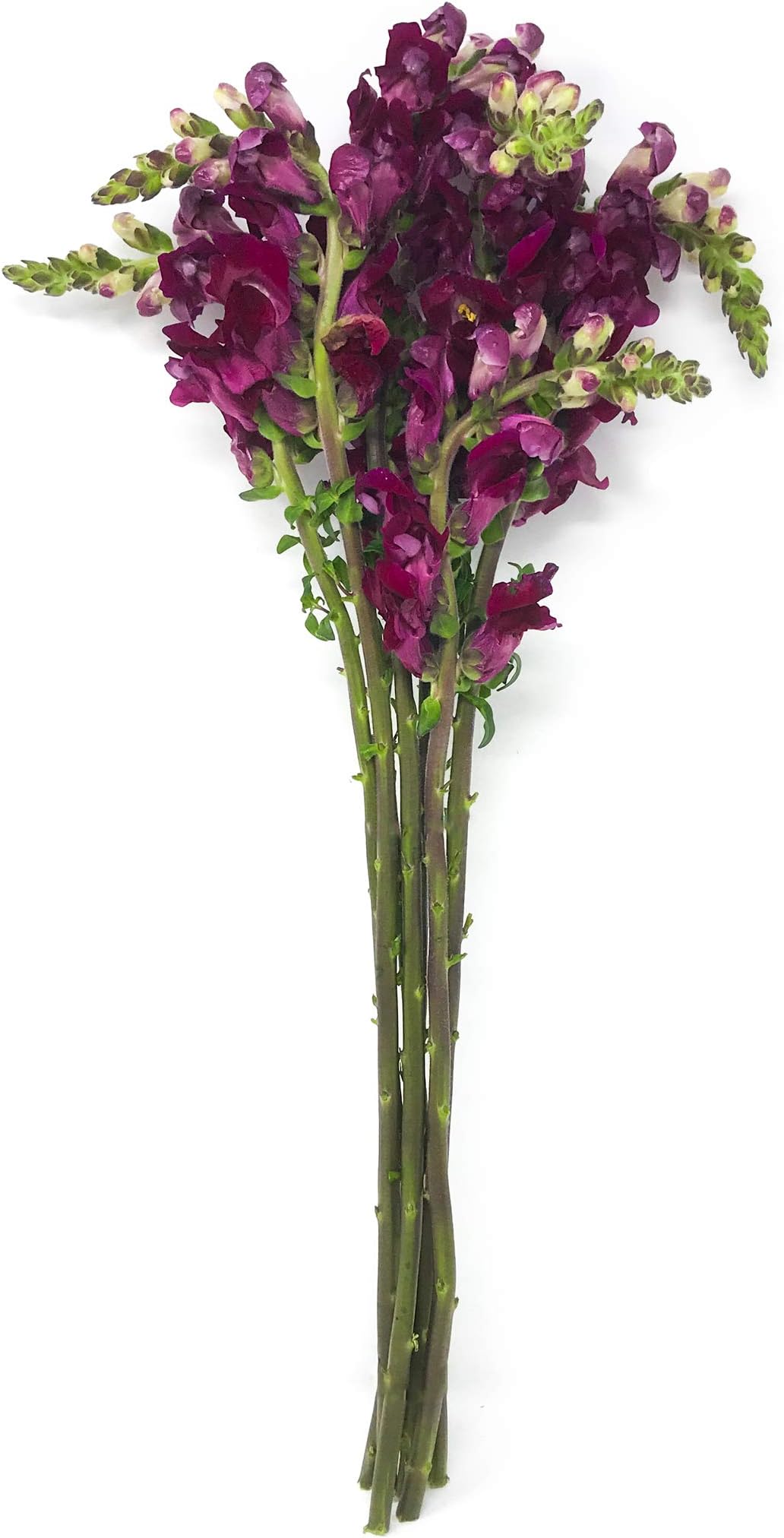 Fresh Blooms, Snapdragon Super Premium, 7 Stems