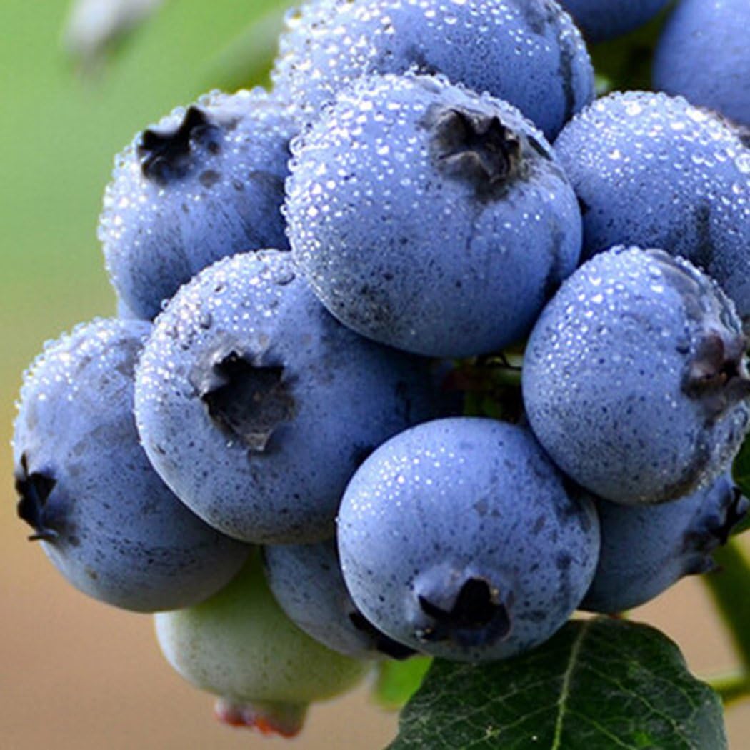 MYEDO Blueberry Fruit Seeds Bonsai Potted Planting Blueberry Seeds Indoor Outdoor (20)