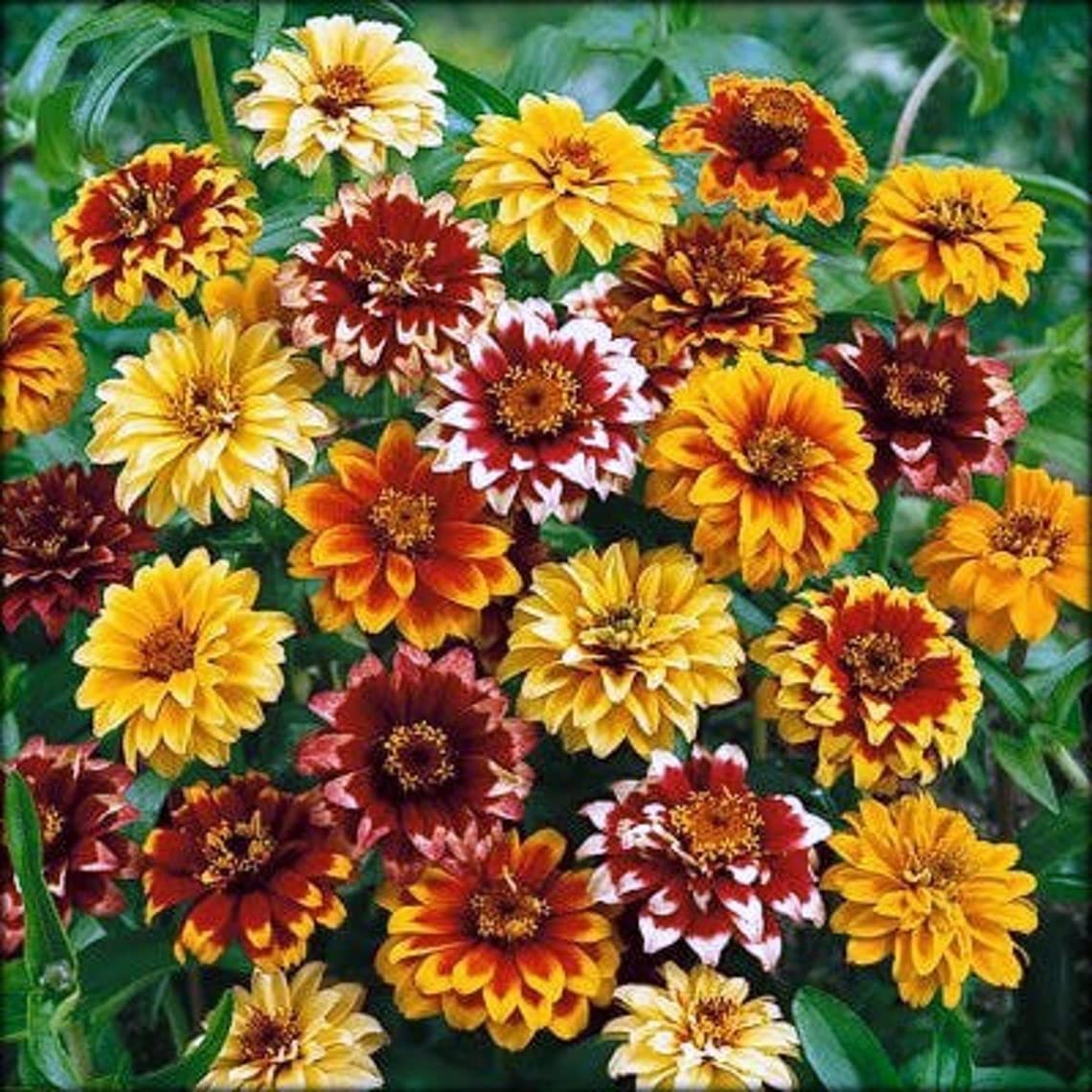 Photo 1 of 100 Persian Carpet Mix Zinnia Seeds for Planting Mexican Zinnia 1/4+ gram of Seeds Non GMO Heirloom USA Harvested pollinator bee Butterfly