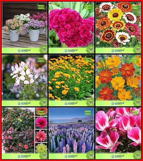 Ohhsome Seeds India Combo Flower Seeds Alyssum Celosia Cockscomb Chrysanthemum Cleome Spinosa Mix Coreopsis Cosmos Dahlia Beauty Larkspur Godetia Azaleaflora Mix Kitchen Garden Pack Eco Amazon In Garden Outdoors