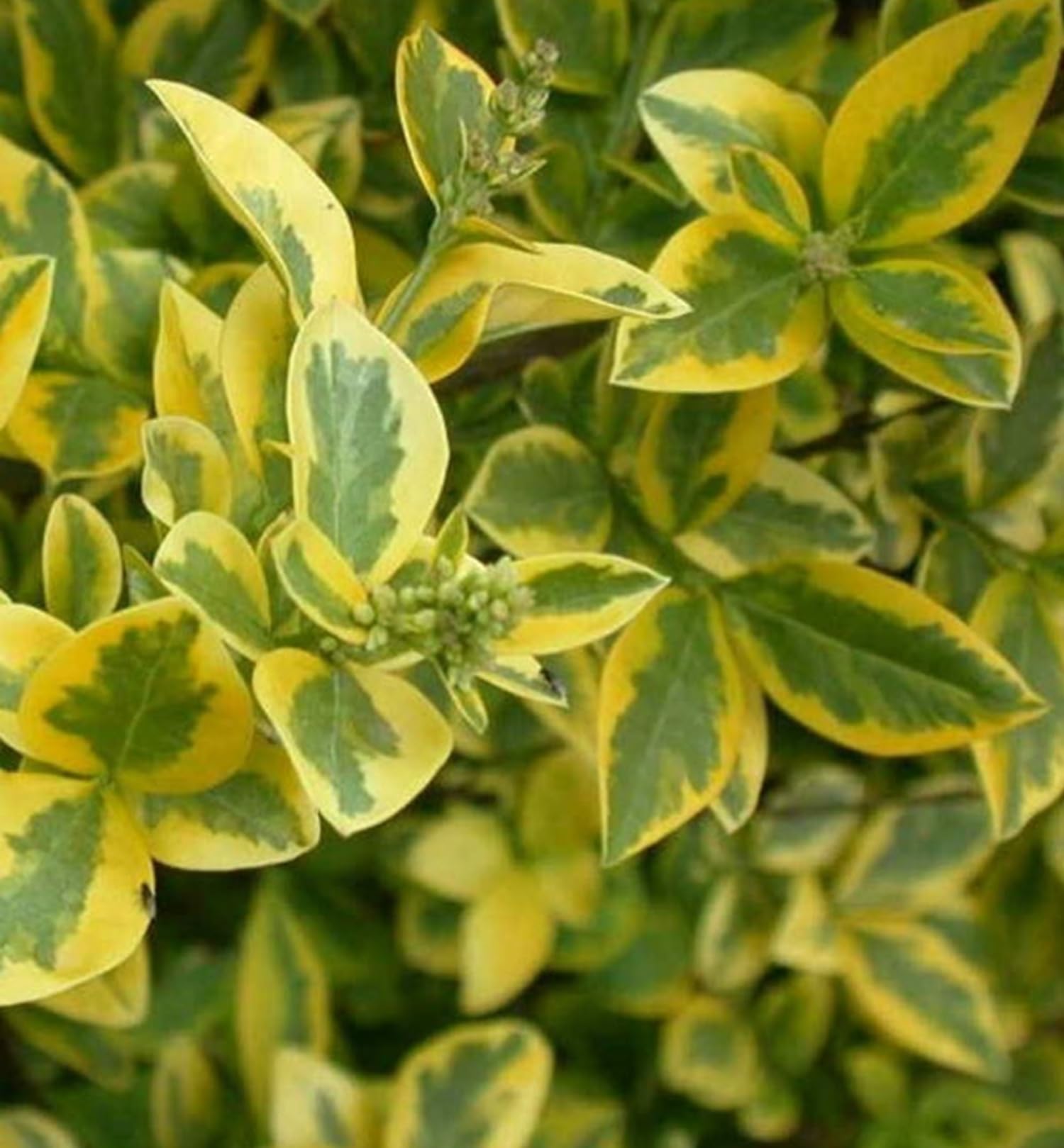 F&G Supplies 50 X 60-80CM LIGUSTRUM AUREUM Golden Privet Evergren Bare Root Hedging Plants Transplant