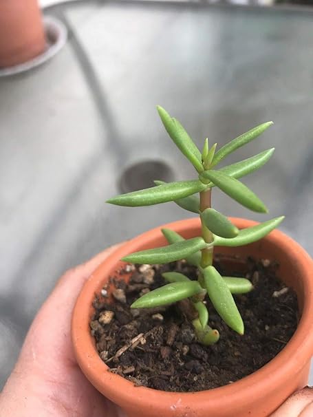Amazon Co Jp 発芽seeds 3本の挿し木クラッスラ属 Tetragona 多肉植物 ホーム キッチン
