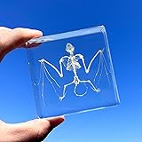 Taxidermy Bat Skeleton in Resin - Real Model