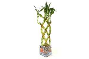 9GreenBox - Live 8 Braided Lucky Bamboo Plant Arrangement w/Pebble & Vase