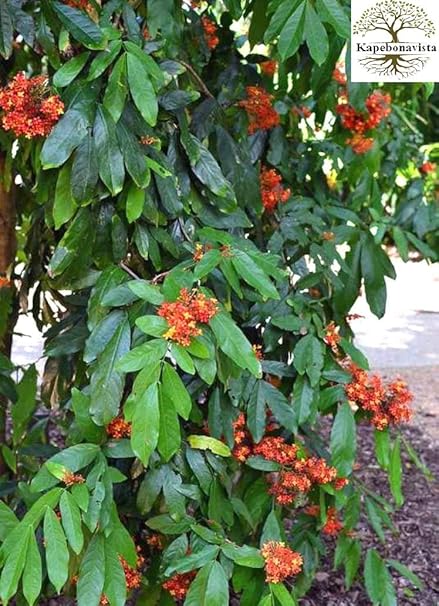 Kapebonavista Sita Ashok Ashopalava Ashoka Hemapushpam Ashok Tree Sorrowless Tree Saraca Harmandiana Saraca Saraca Pierreana Arborescens Saraca Asoca Living Plant In Ploy Bag Amazon In Garden Outdoors