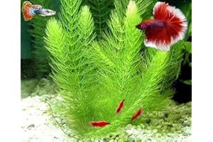 Hornwort - Young, Healthy, Super Easy Live Aquarium Plant, 1 Bundle 5-6 in. Great for Betta, Guppy, Cherry Shrimp, Barbs, Platys etc etc! Produced by Aquatic Discounts. B U Y 2 GE T 1 Deal!