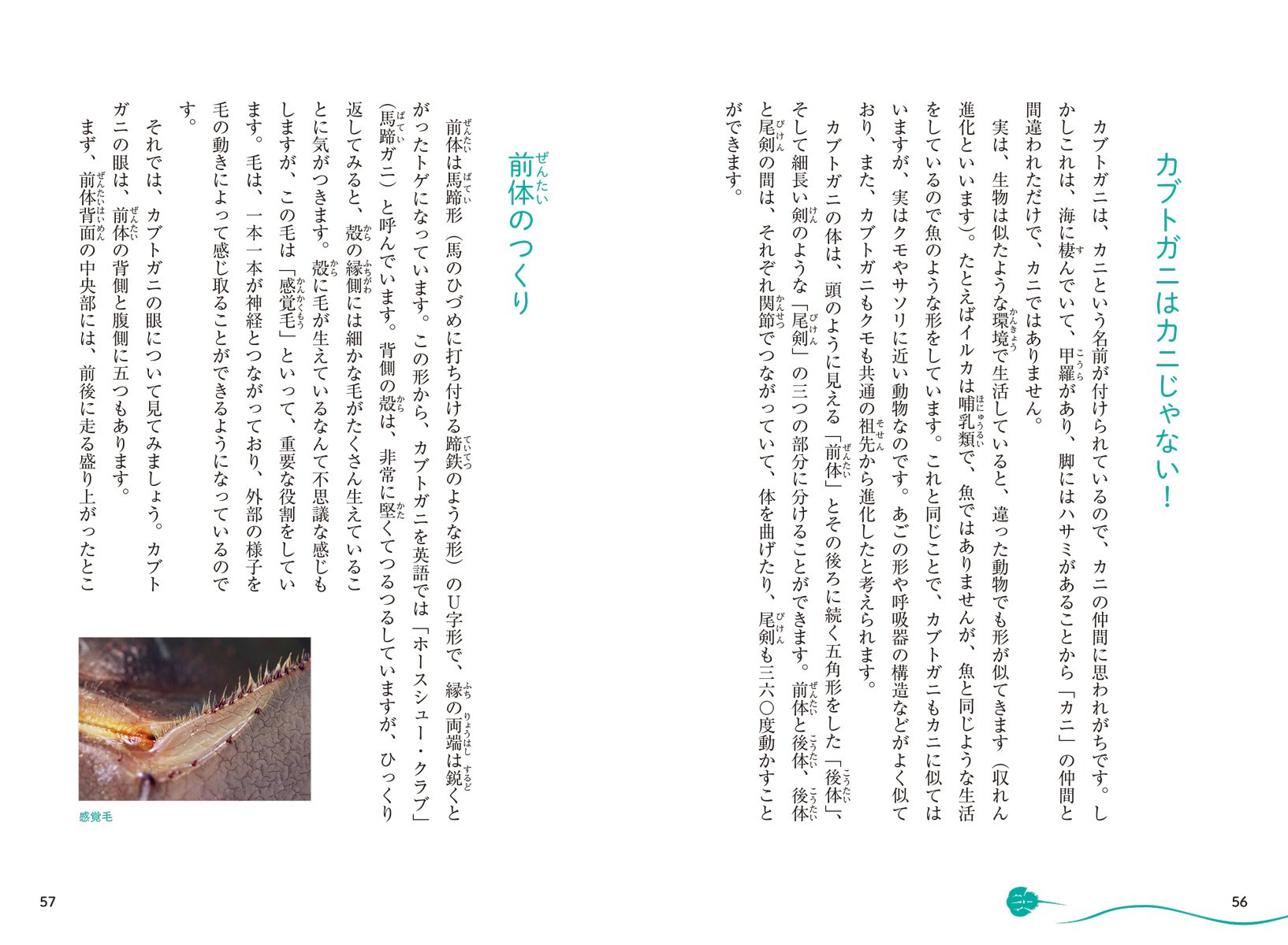 カブトガニの謎 2億年前から形を変えず生き続けたわけ 惣路 紀通 本 通販 Amazon