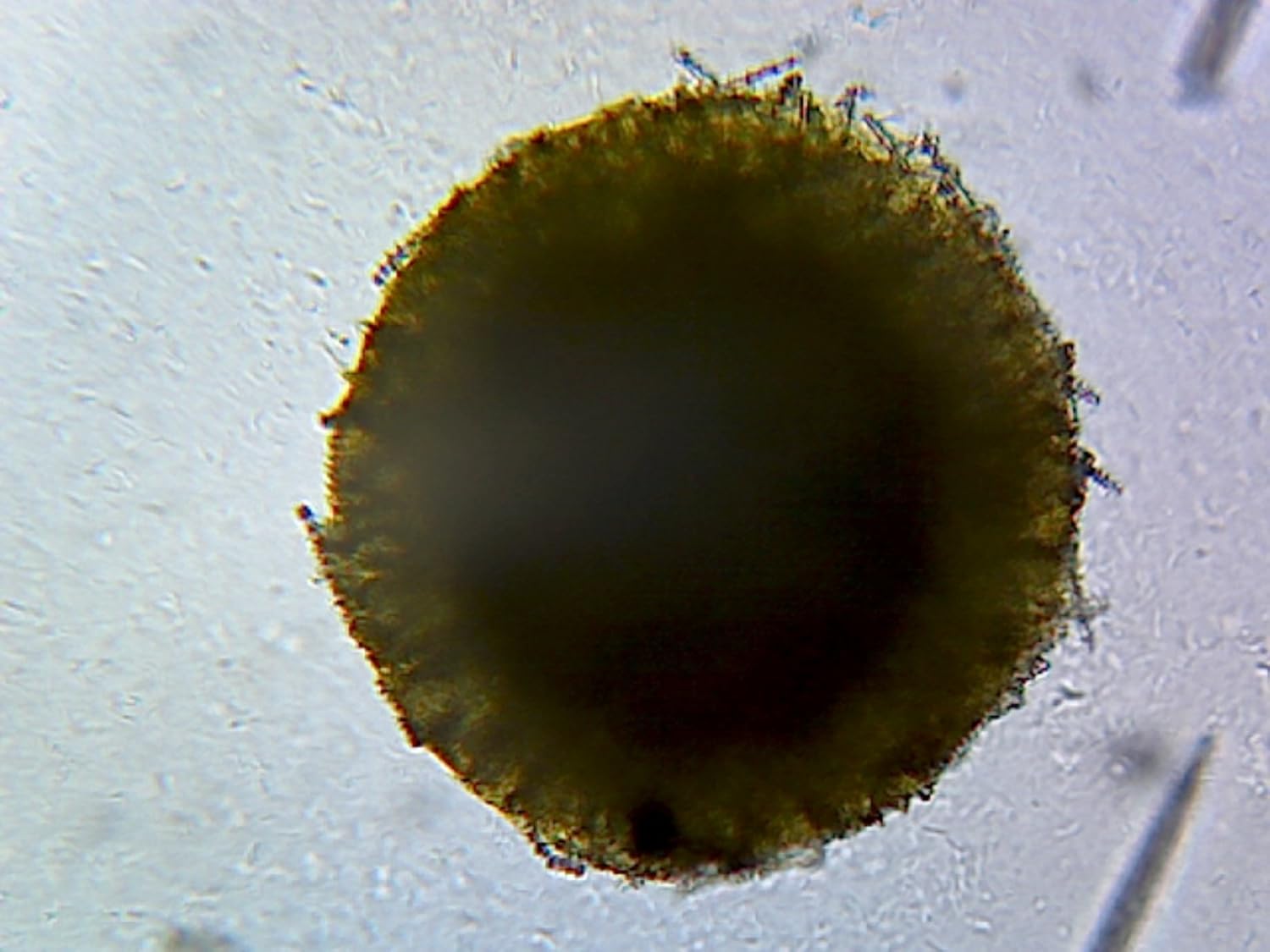 Spongia Section, Commercial Bath Sponge Microscope Slide