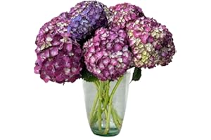 Flores del Este | 20 Stem Purple Hydrangeas (Vase not included) | Fresh Farm Direct Shipping | No Deliveries on Weekend | Gift for Mother’s Day, Birthday, Home Décor…