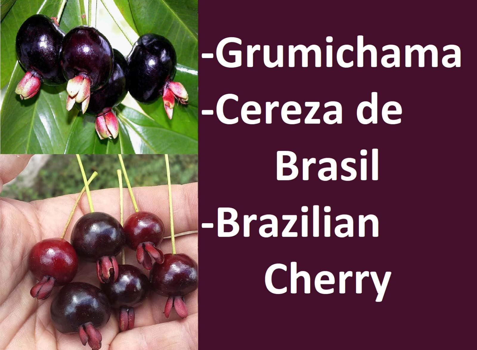 FERRY Organic Seeds only Not Plants: Grumichama fruit, Cereza de Brazil, Brazil Cherry, Eugenia