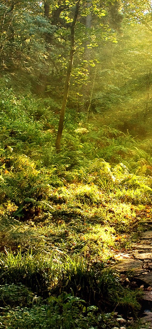 PeelitStickit, Beautiful Nature Wall Murals, ID-0674, vinyl