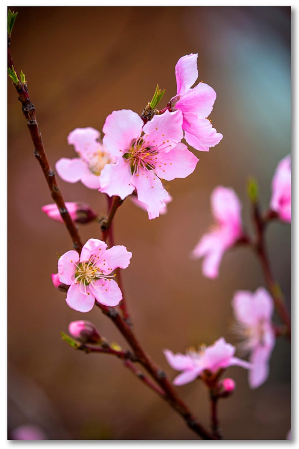 Amazon Com Floral Photography Print Not Framed Vertical Picture Of Pink Peach Blossoms On Spring Day In Oklahoma Nature Wall Art Decor 4x6 To 24x36 Handmade