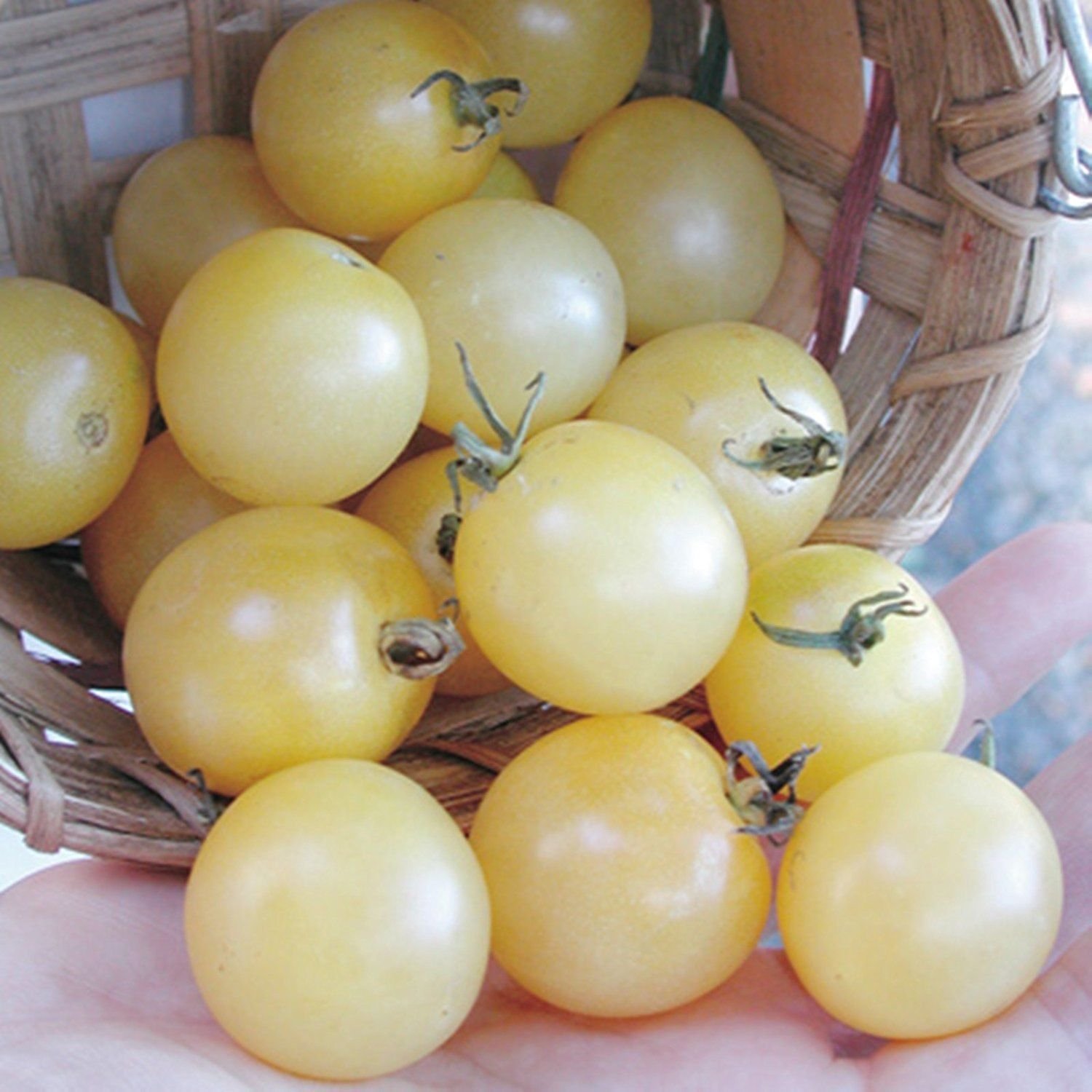 Seeds Cherry Tomato Snow White Vegetable Organic Heirloom Ukraine