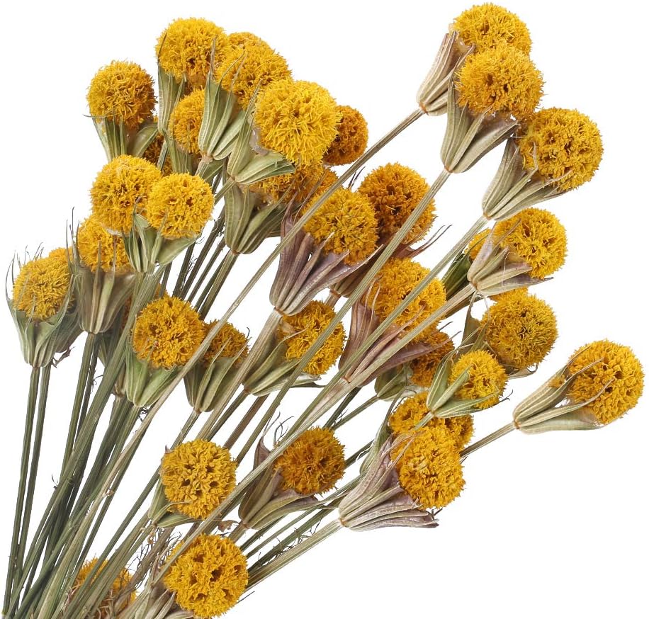 XHXSTORE 2Pcs Dried Flowers Bouquet Natural Dried Pine