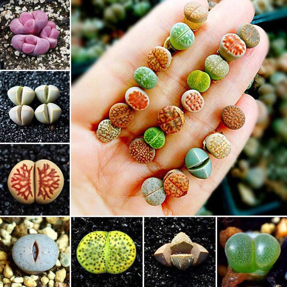 SRUSHTI TRADERS 50x Mixed Rare Lithops Seeds Living Stones Succulent Cactus Organic Bulk Plant -pack of 40 seeds