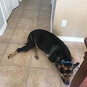 kruuse dog knee brace