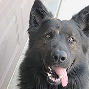 vertex canine essentials