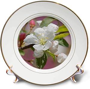 3dRose Danita Delimont - Flower - Crabapple Blossom in Spring - Plates (cp_344987_1)