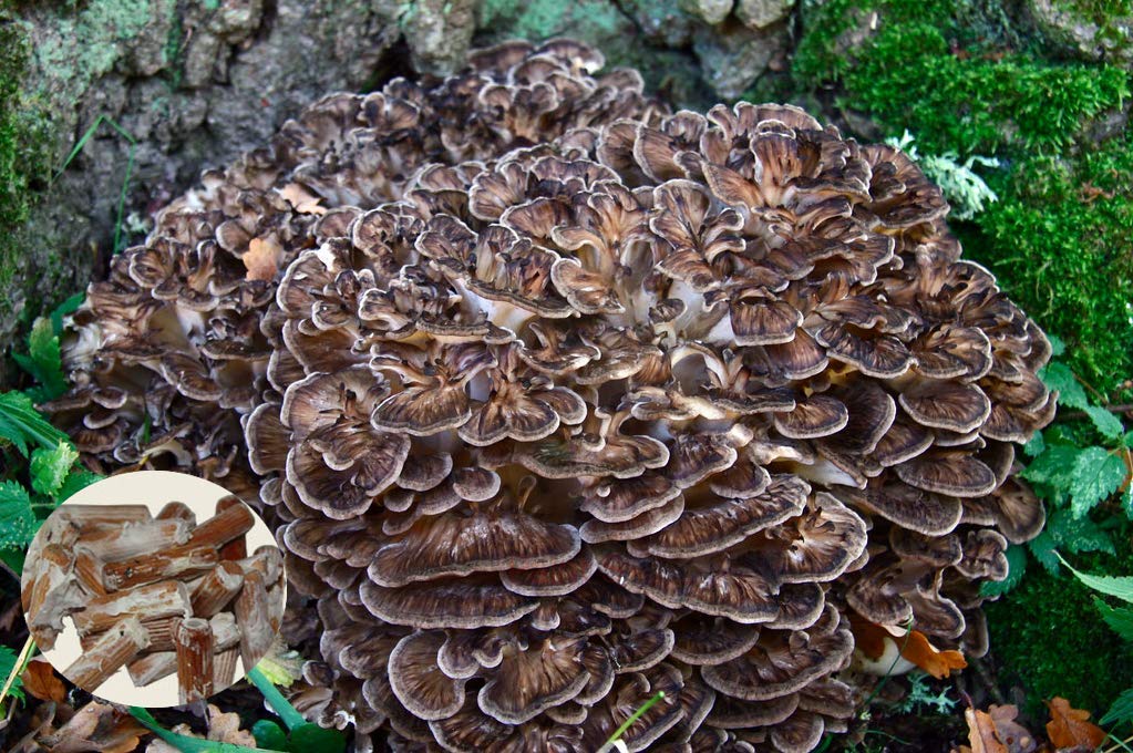 Buy Grifola frondosa Mushroom Mycelium Plug Spawn 20 Pieces Grow