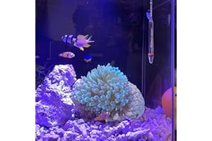 KFPSHLQE Anemone Nest,Fish Tank Decorations,Saltwater Aquarium Accessories,Aquarium Decor,Anemone Coral Ideal Habitat (Oblique Mouth 2.67-3.15 in)