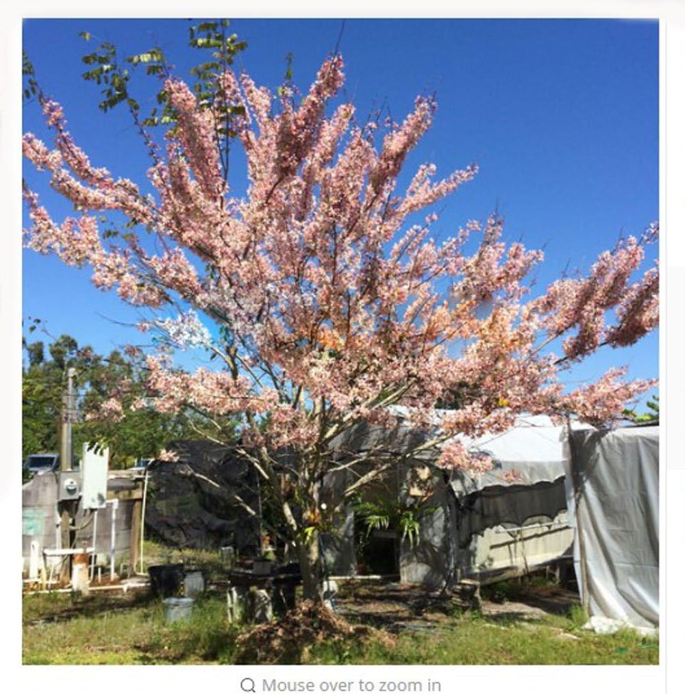 fino shop Heirloom 100PCS Cassia Seeds fistula Golden Shower Tree Tropical Bonsai Bright Yellow Flower