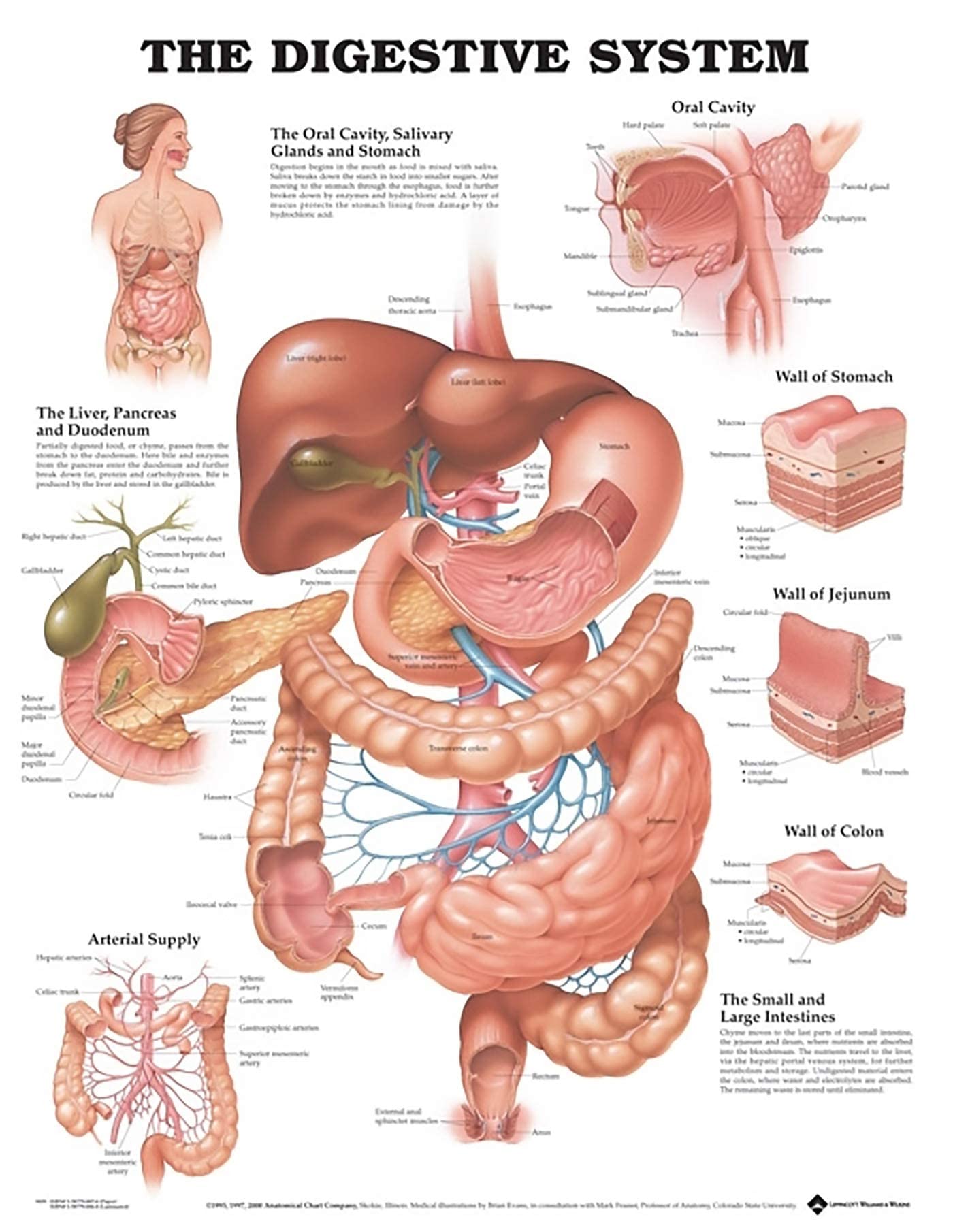 Digestive System Chart