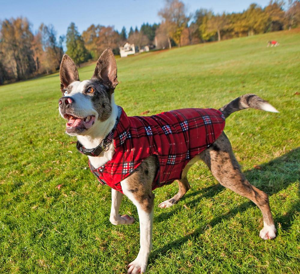 RC Pet Products Whistler Winter Wear Dog Coat, Size 22