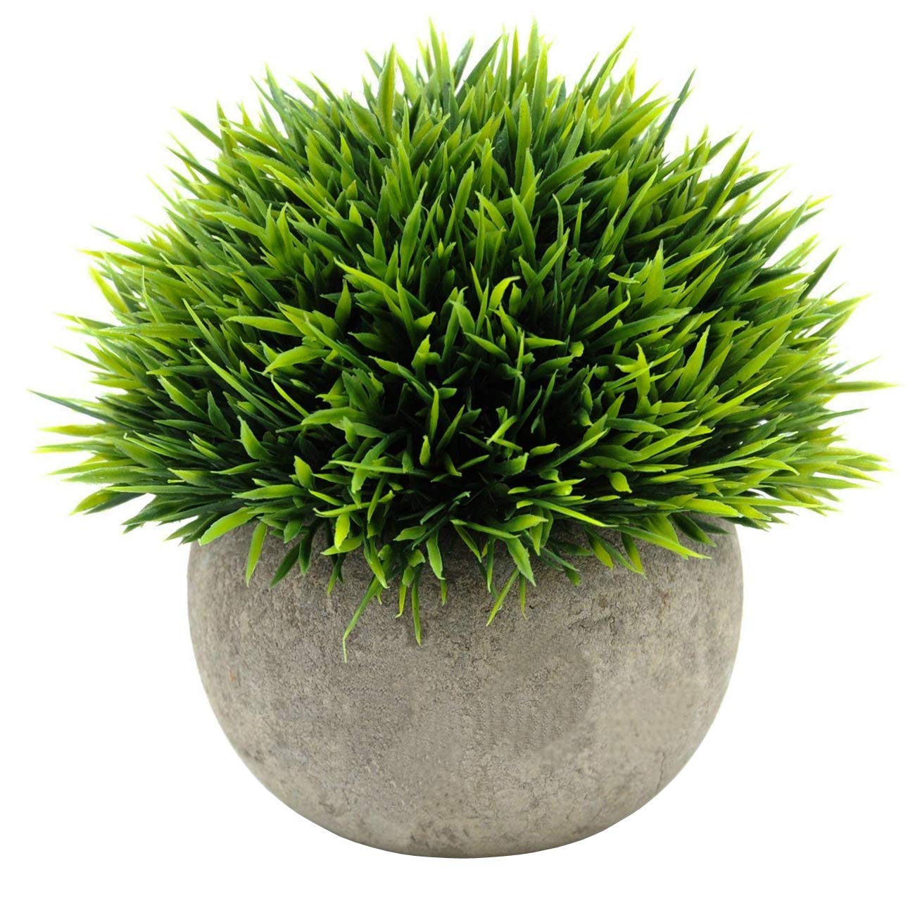 Best Green Home Decor Shrub