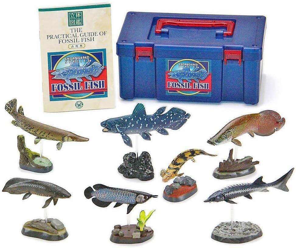 Colorata Fossil Fish Real Figure Box (japan import)