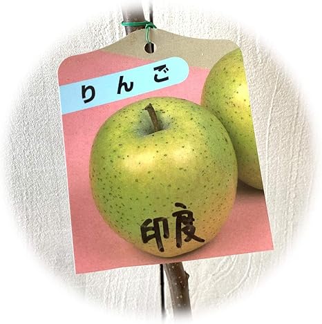 Amazon リンゴ 苗木 印度 13 5cmポット苗 インドりんご りんご 苗 林檎 果物