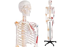 NLShan 70.8 Inches Human Skeleton Model for Anatomy - Life Size Anatomical Human Skeleton Model with Joint Ligaments 70.8 in with Rolling Stand for Medical Skeleton Study and Display