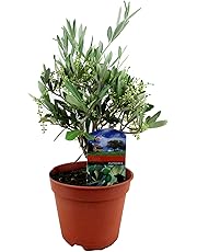 Bäume | Amazon.de