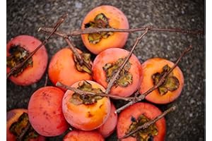 CZ GRAIN American Persimmon Seeds for Planting Outdoors | Non GMO Heirloom Fruit Seeds (30 Seeds)