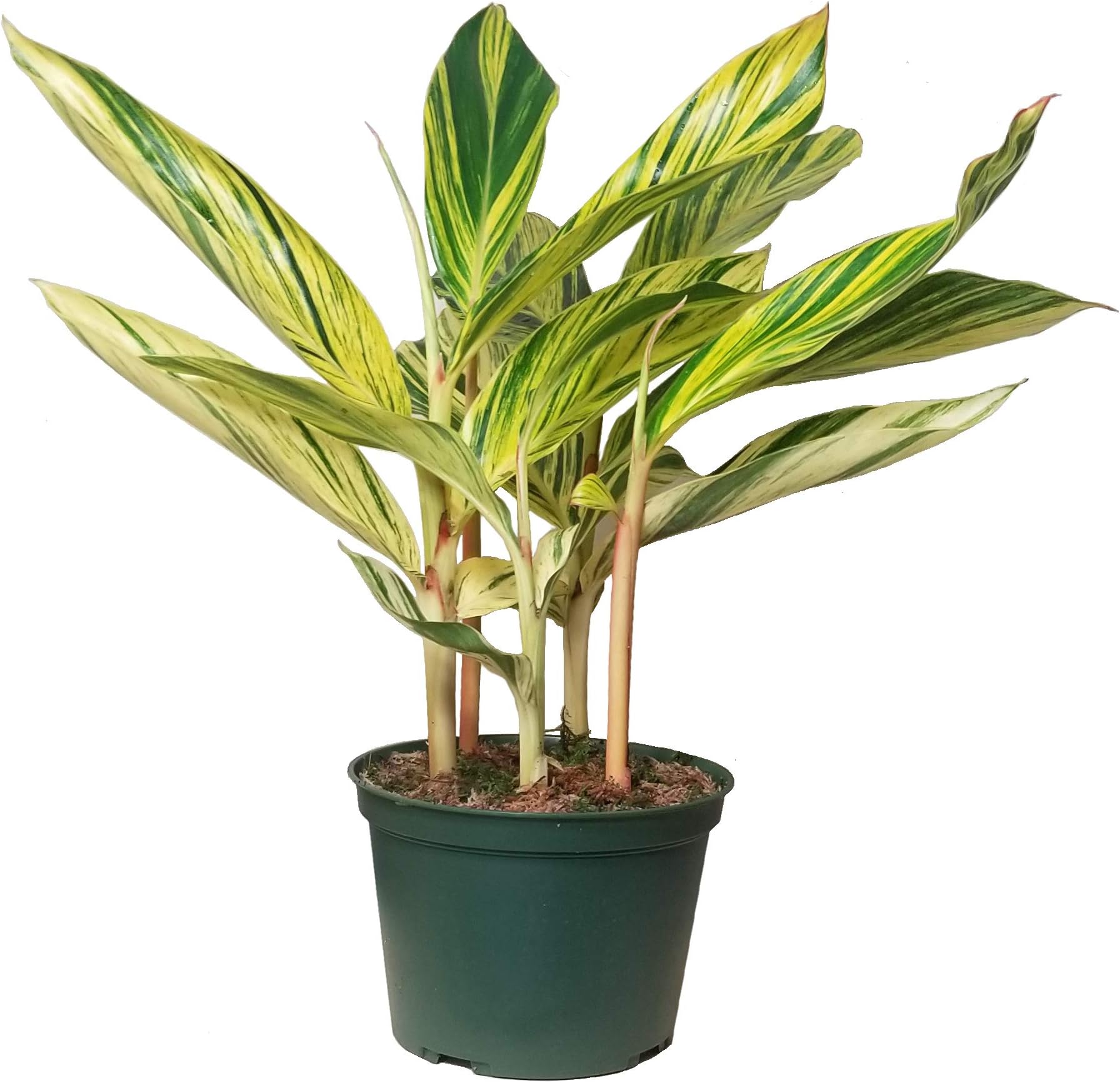 Variegated Shell Ginger House Plant - Similar Leaf Color as Philodendron Brasil (Philodendron hederaceum VAR. oxycardium) and Philodendron Burle Marx, Philodendron burle-marxii Green