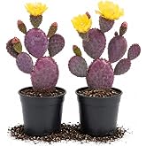 2 Purple Prickly Pear Live Plants, Easy Care Succulent, 5-8 Inch Tall | Bright Light, Sandy Loamy Mix, Zones 9-11, Minimal Watering, Window Sill, Collector Favorite, Hanging Baskets, Gift Idea