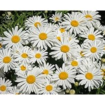 ★daisy★❤️ explore