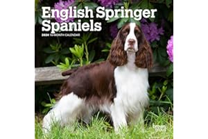 English Springer Spaniels | 2024 7 x 14 Inch Monthly Mini Wall Calendar | BrownTrout | Animals Dog Breeds