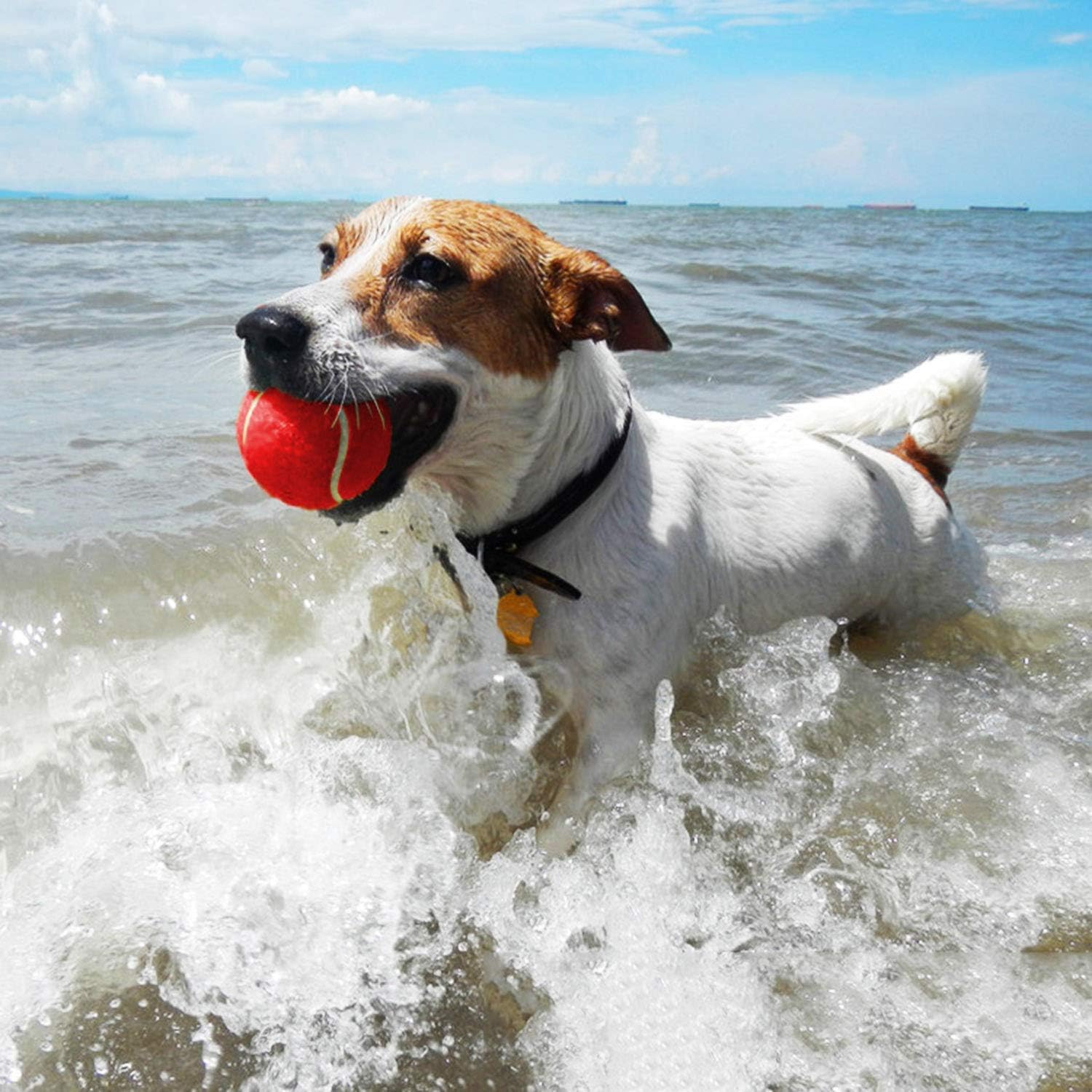 Tennis Balls for Dogs Toy 2.5" Size 12 Balls Pack of Blue, Green, Red, Yellow Colours for Puppy, Small, Medium Dogs, Designed for Dog Floating, Water-Hunting, Fetch, Fun Playing, mid-air catching : Kitchen & Dining