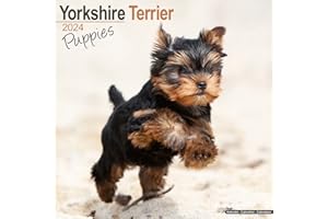 Yorkshire Terrier Puppies Calendar - Yorkie - Yorky - Dog Breed Calendars - 2023 - 2024 wall calendars - 16 Month by Avonside